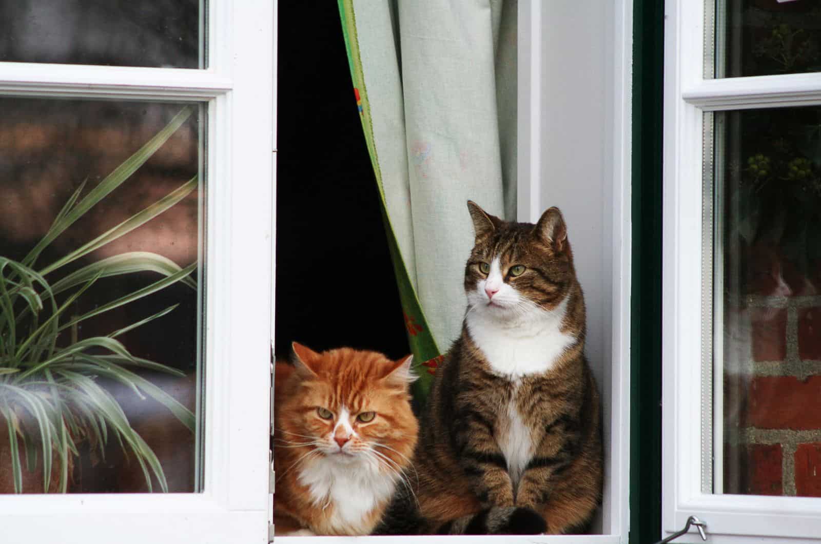 two cats sitting by window