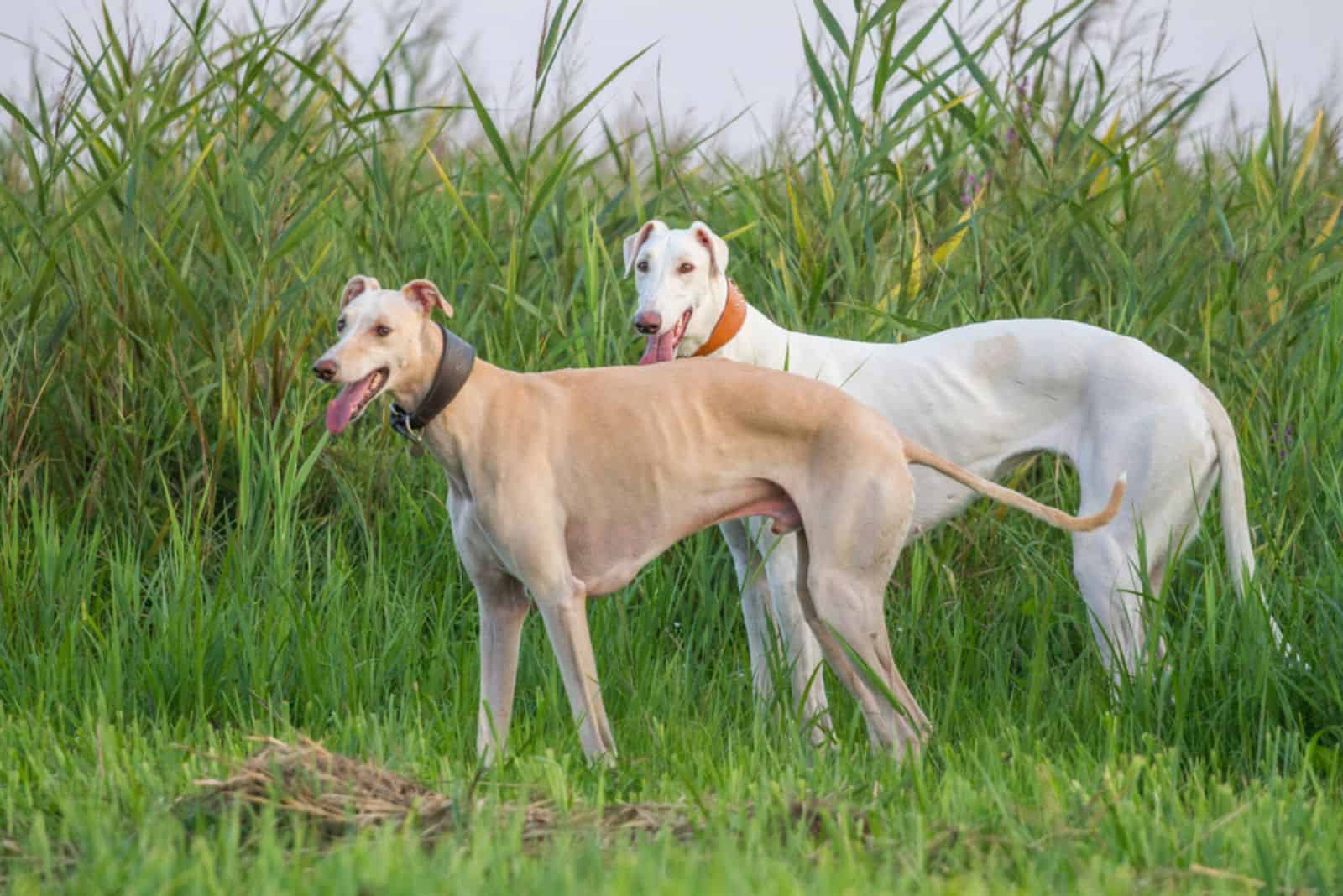 two greyhound in the field