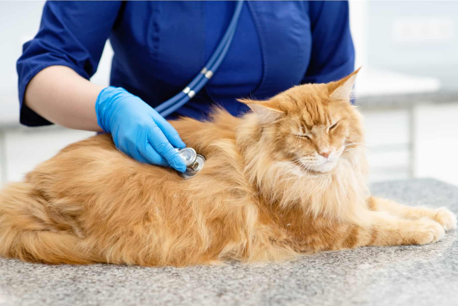 vet examining a cat