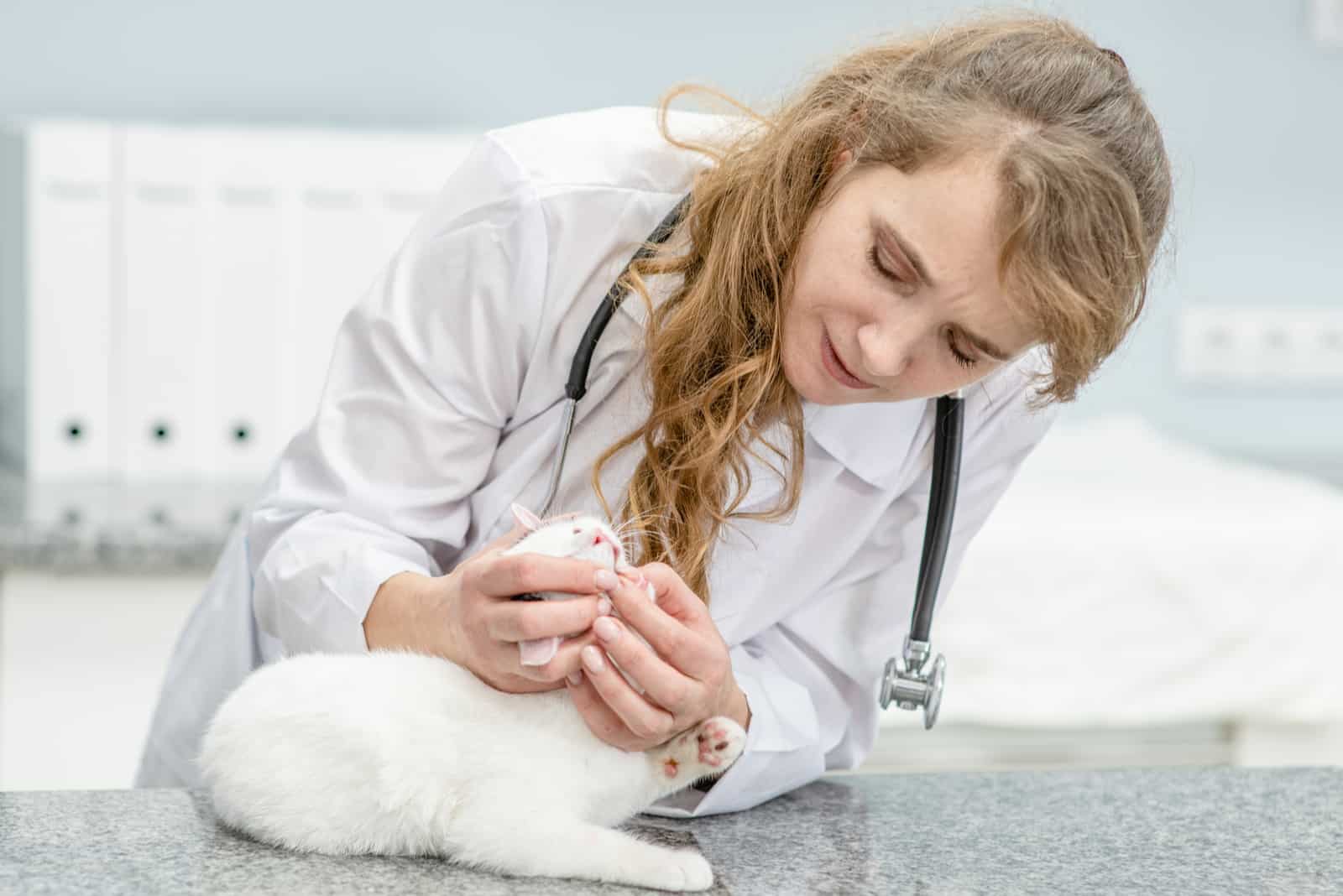 vet examining cat's teeth