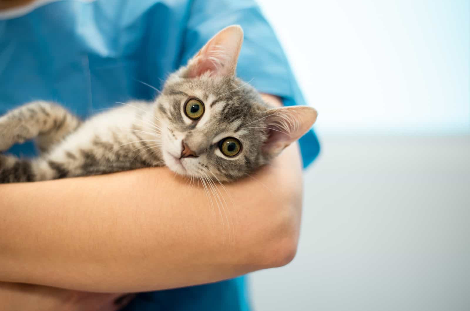 vet holding cat