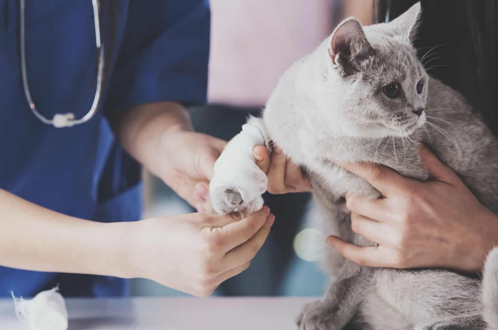 vet treating cat's leg deformity