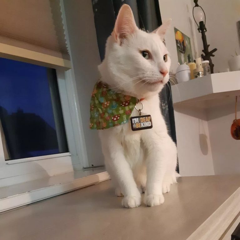 Limb Deformity In Bow Legged Cats How To Help Your Kitty