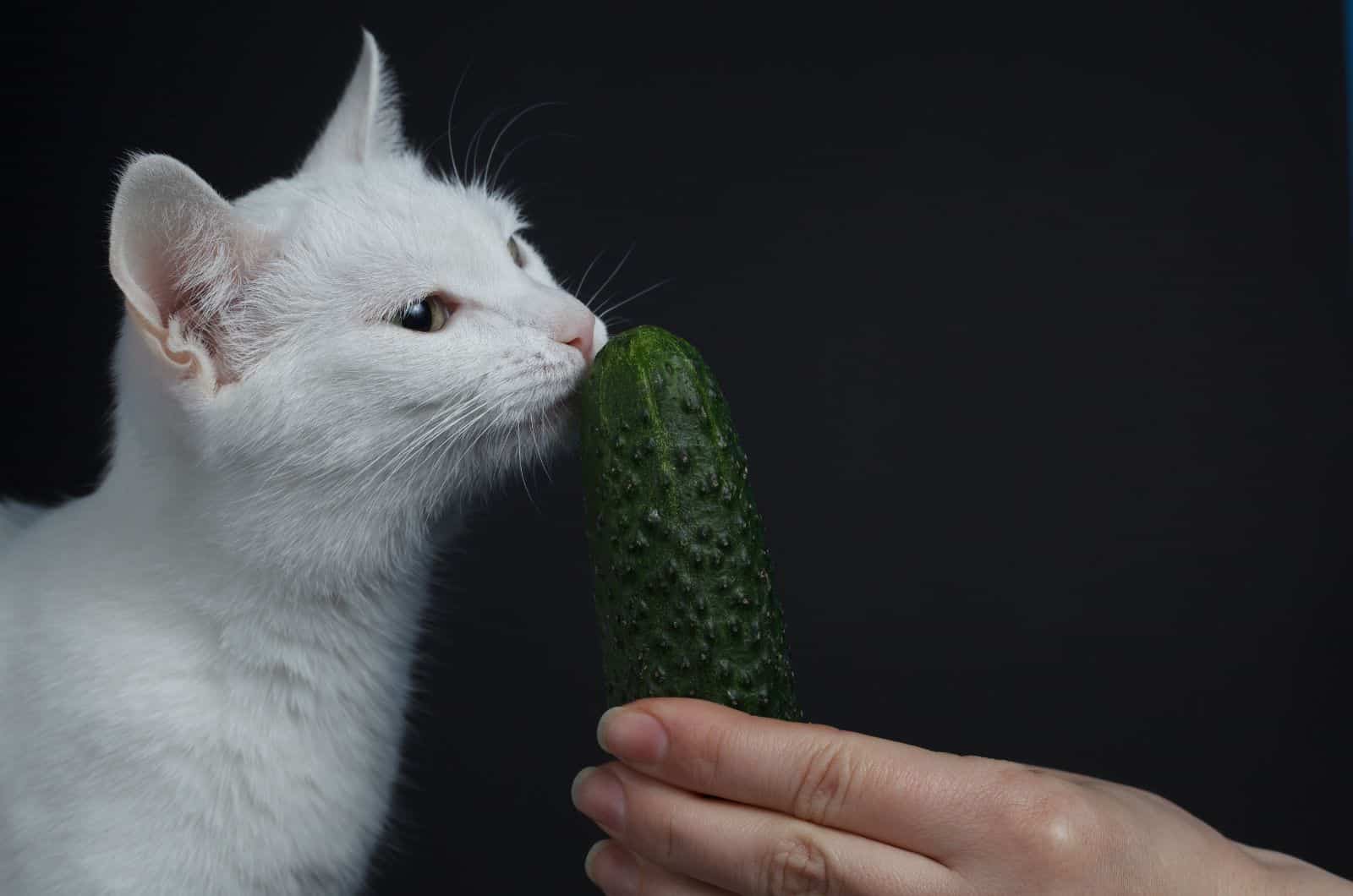 white cat eating cucumber
