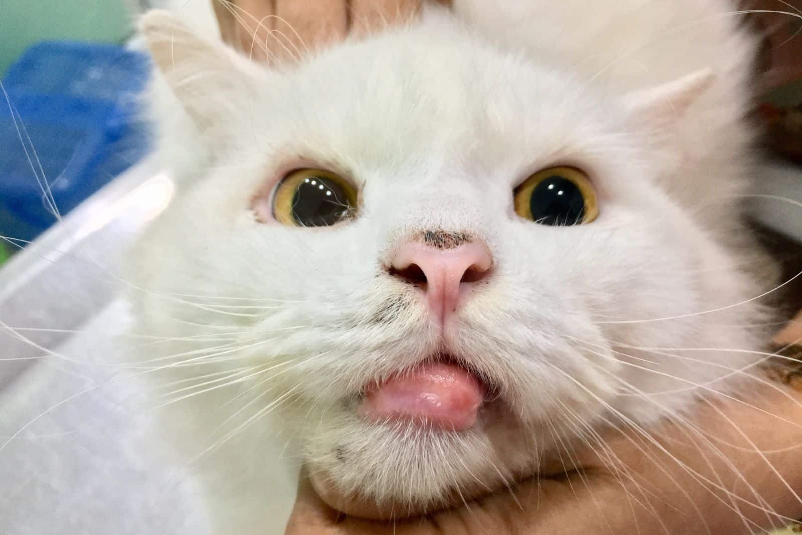 white cat with rodent ulcer