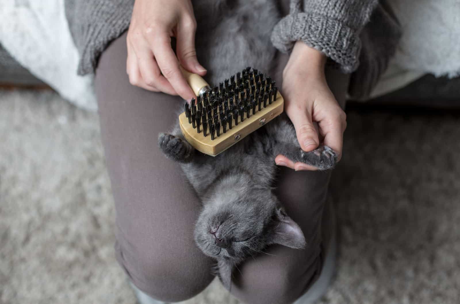 woman brushing a russian blue