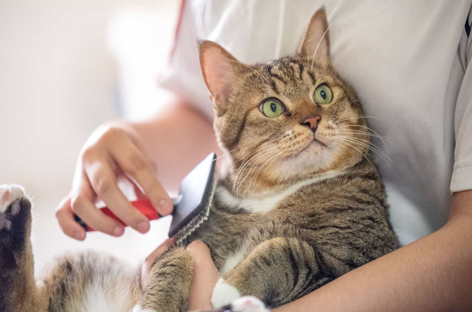 woman combing cat with brush