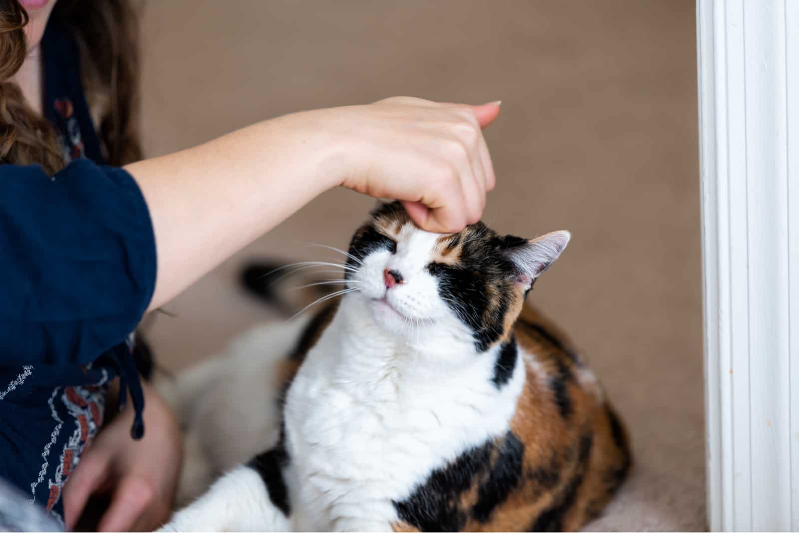 woman petting a calico cat