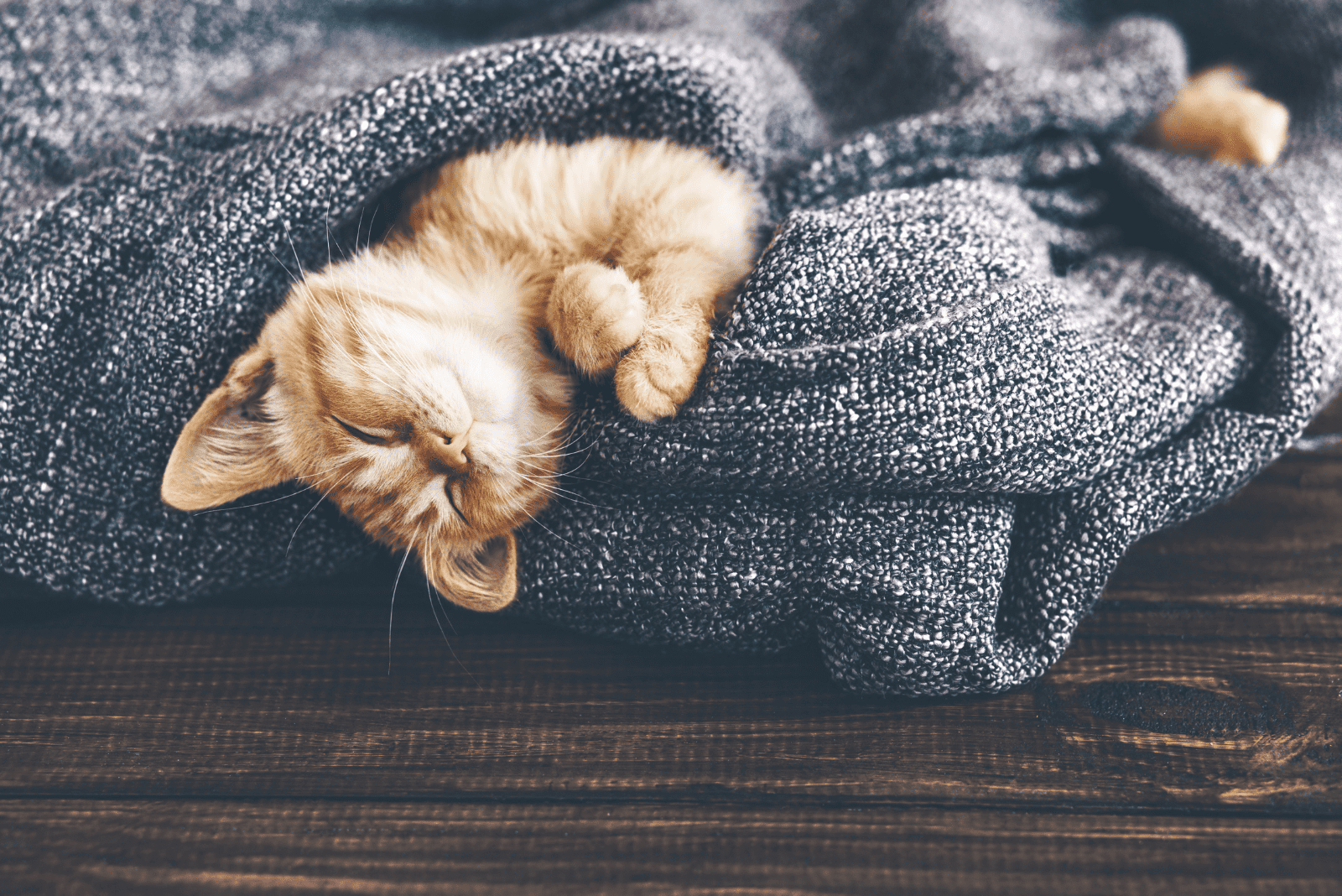 yellow kitten is sleeping wrapped in a blanket