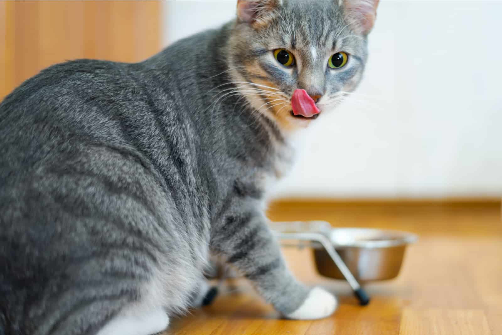 young cat after eating food from a plate showing tongue