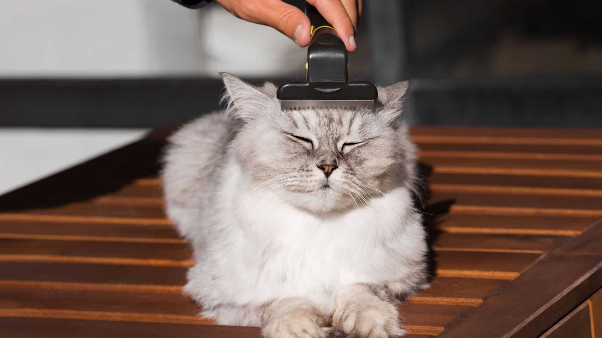 a beautiful cat enjoys being brushed
