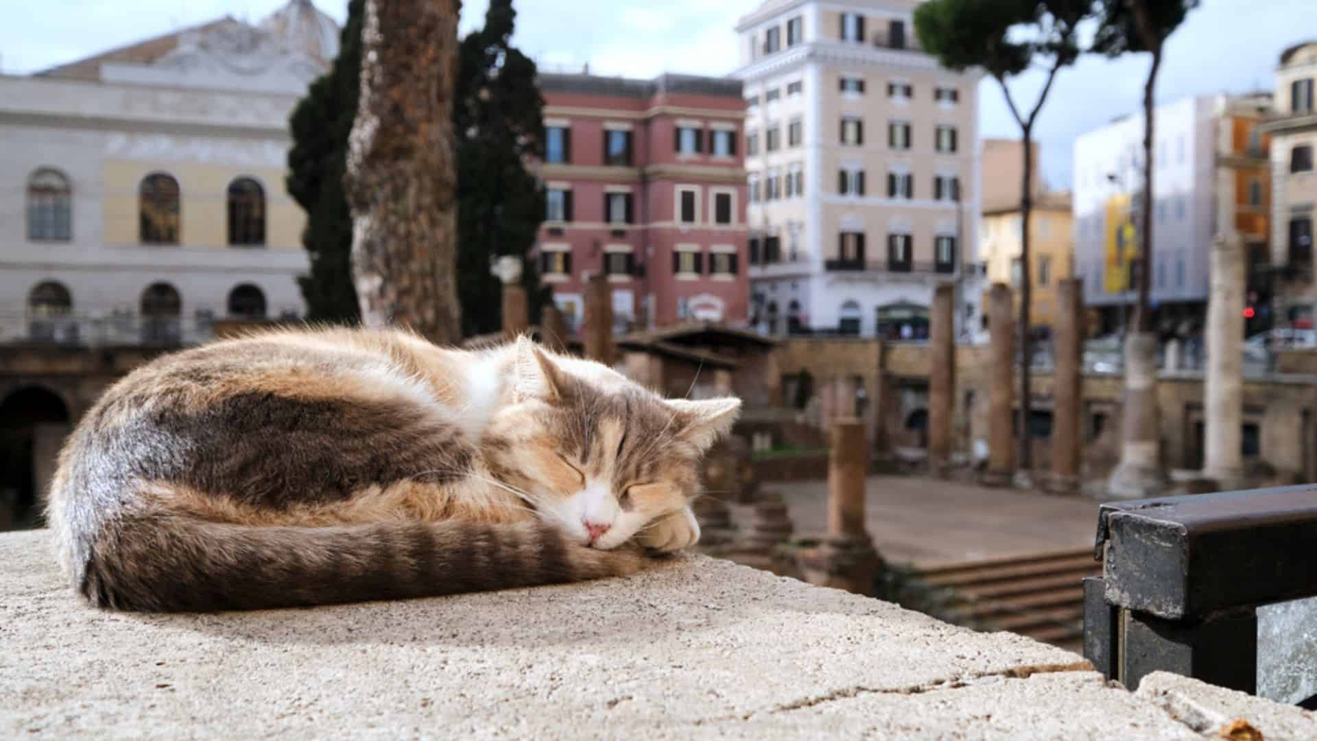 a beautiful cat is sleeping on the pavement