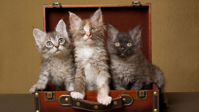 three LaPerm kittens sitting inside brown suitcase