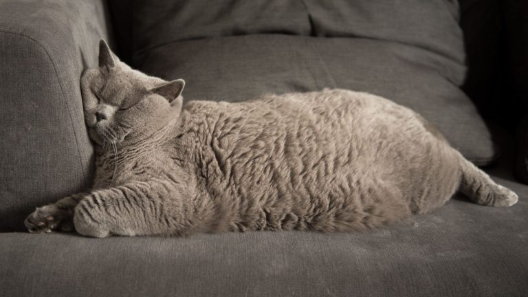 fat british shorthair cat