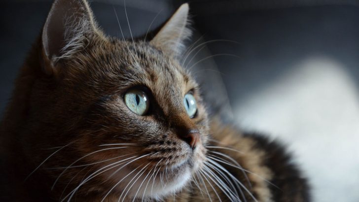 14 Cats With Round Eyes That Will Make You Fall In Love