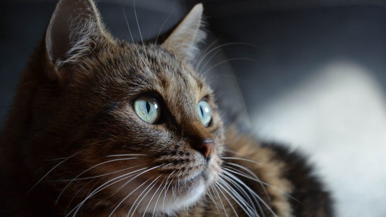 portrait of a tabby cat with large round eyes