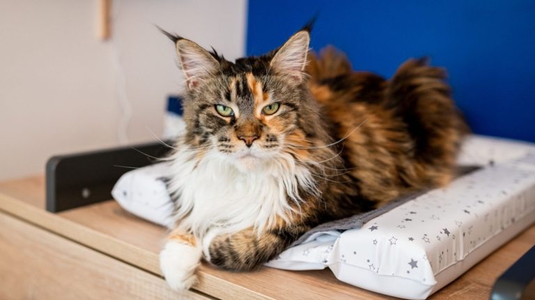 brown maine coon cat laying