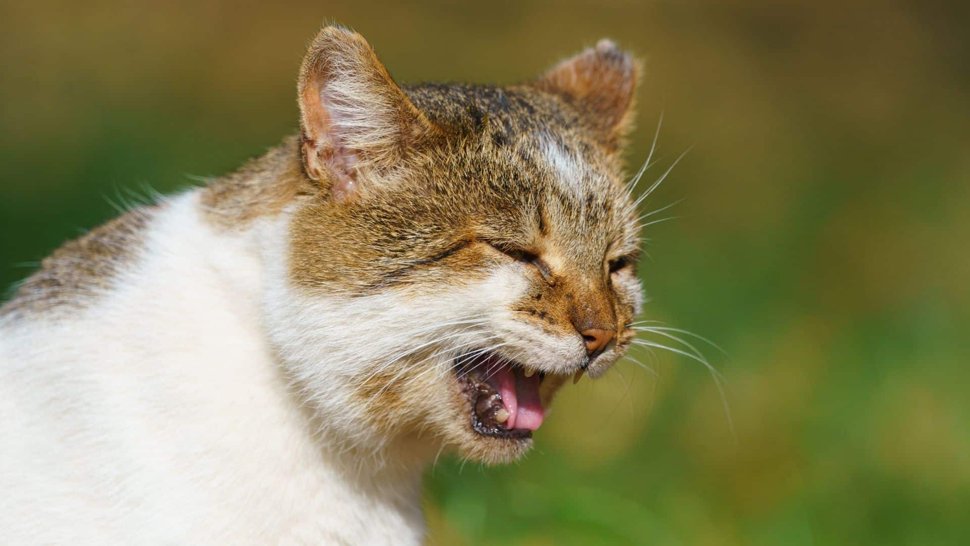 Cat Coughing With Tongue Out