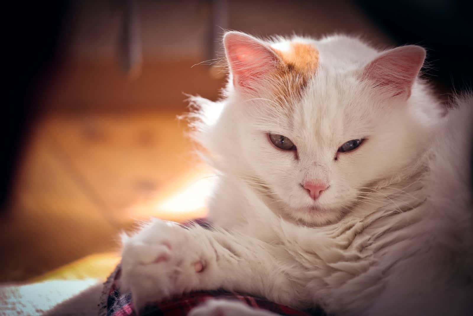 A Turkish Van Cat looking grumpy