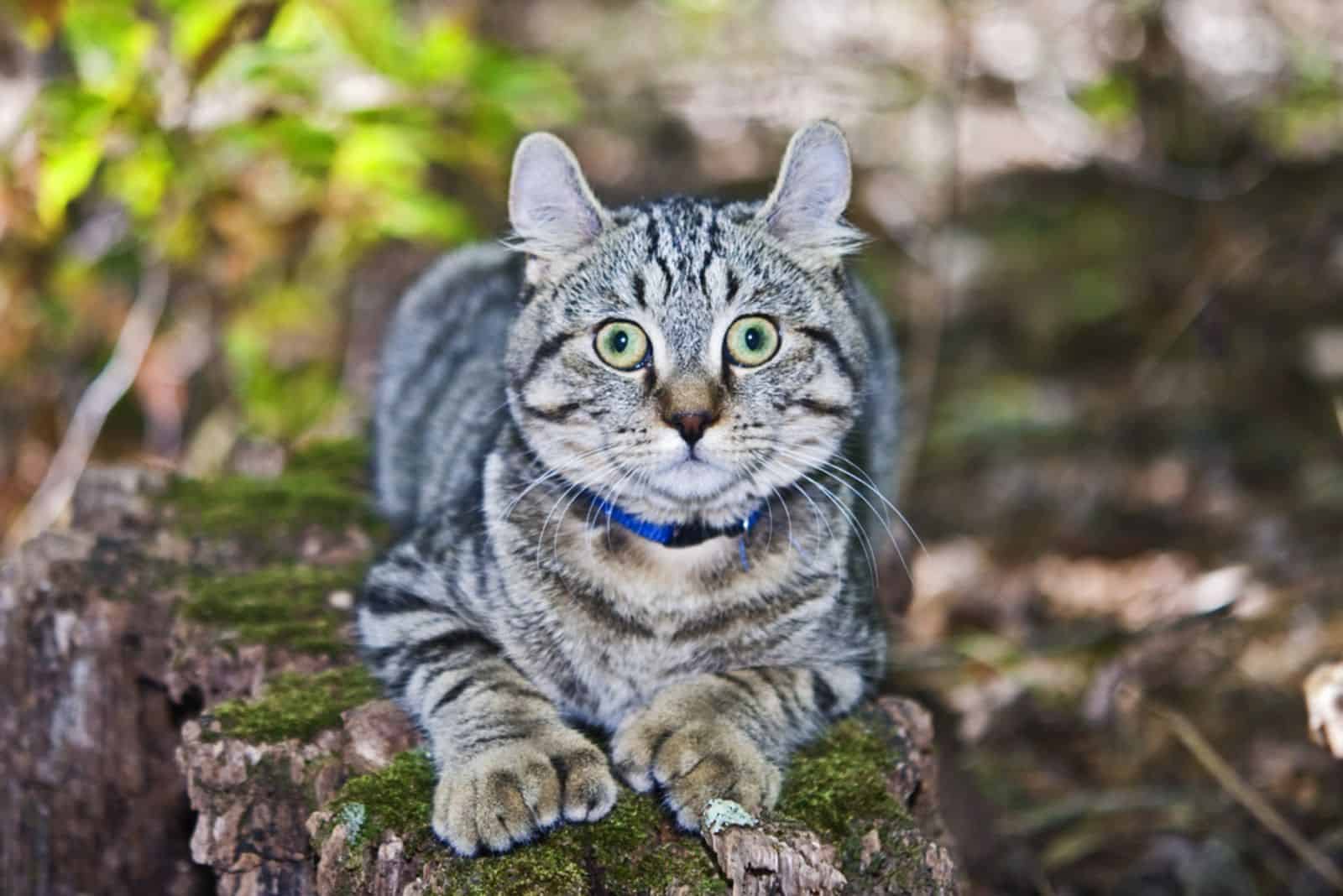 A cute Highland Lynx cat on a log