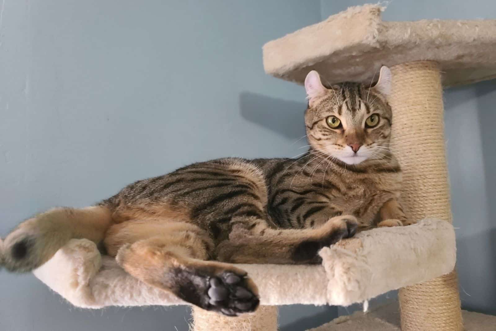 A highland lynx cat relaxing on a cat tree.