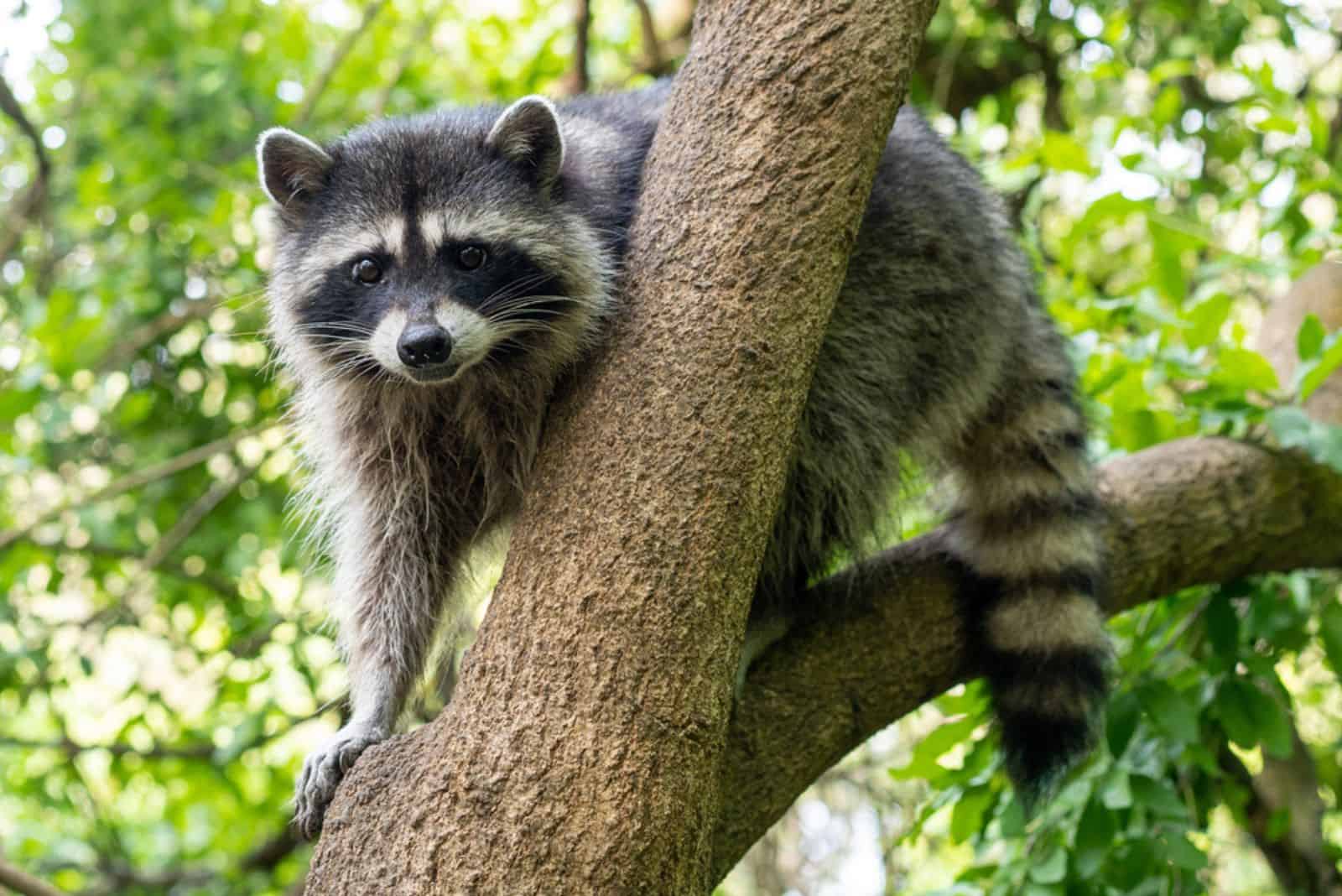 A raccoon carefully looks on from a sturdy tree branch