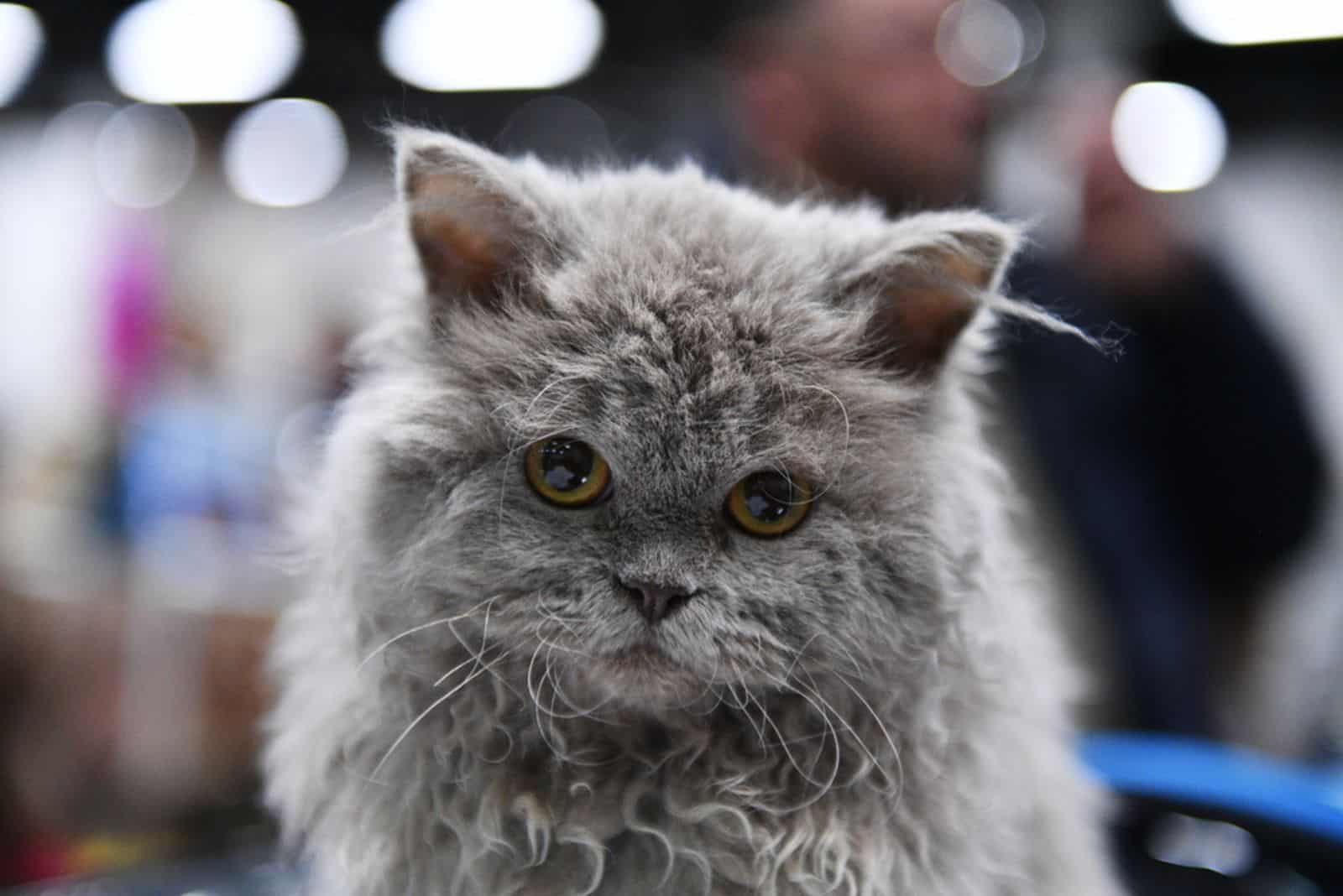 A selkirk rex kitten