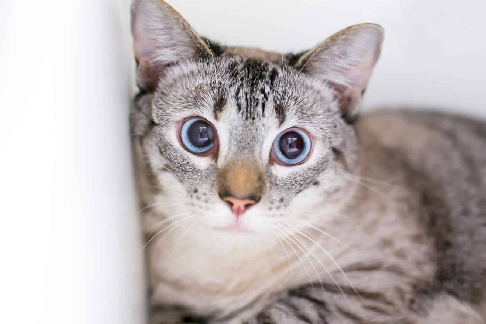 A slightly cross-eyed domestic shorthair cat with a nervous expression and dilated pupils