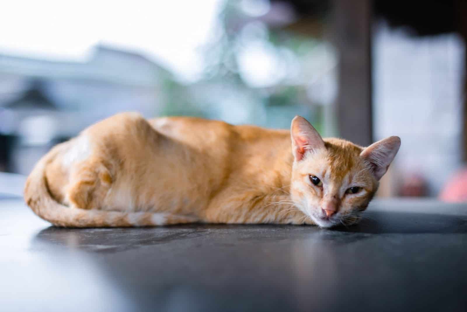 A yellow An orange cat looks skinny from hunger