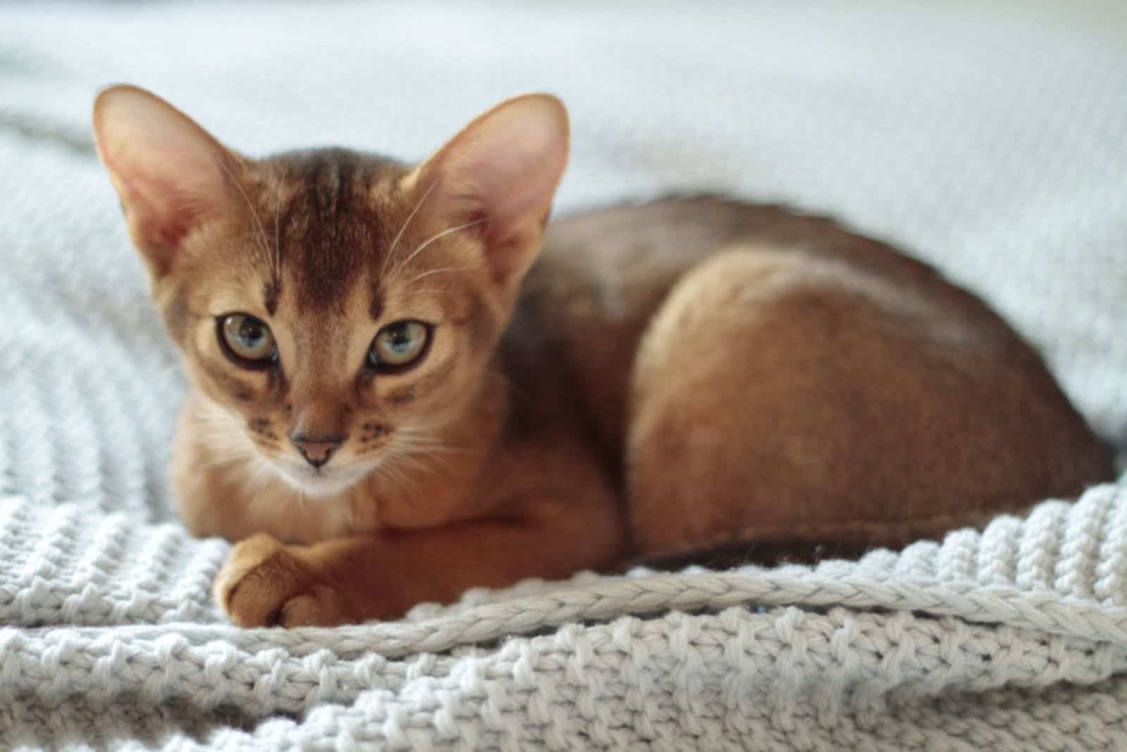 Abyssinian cat lies on a white mat
