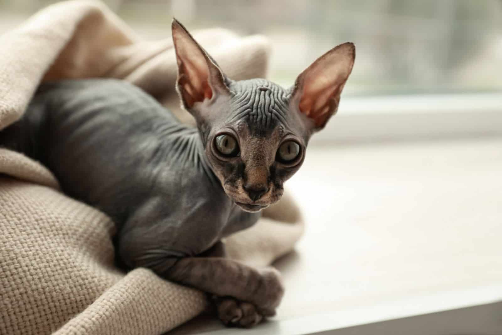 Adorable Sphynx kitten wrapped in plaid near window at home