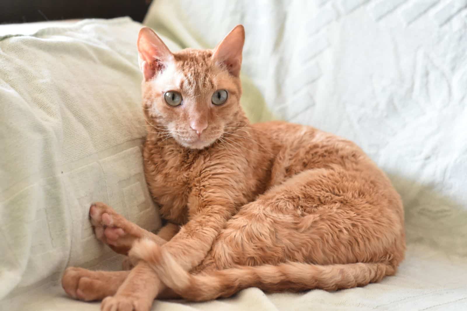Adorable curly cat Ural Rex sits on the bed 
