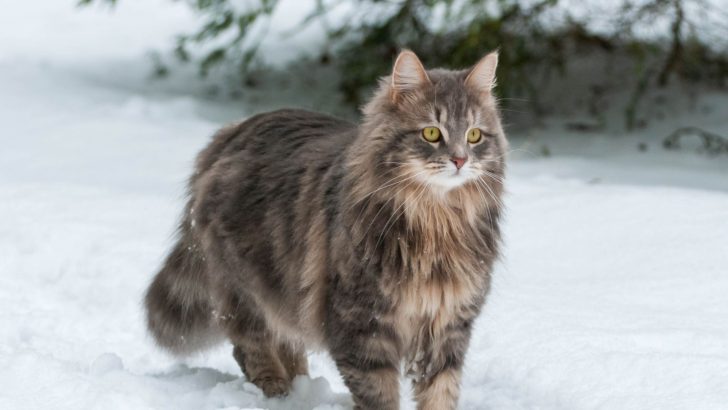 Siberian Cats In All Their Colors
