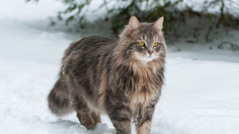 Siberian Cat