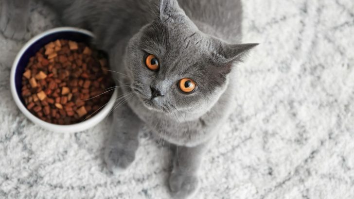 American Journey Cat Food – Yummy Or Not?