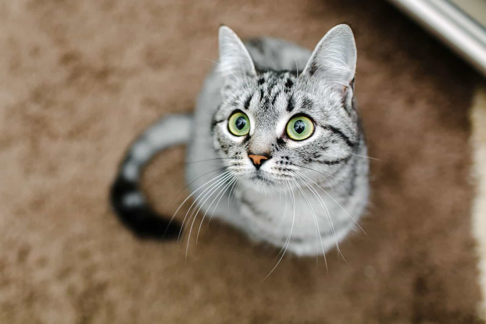 American Shorthair with large round eyes poses a curious glance in brown background