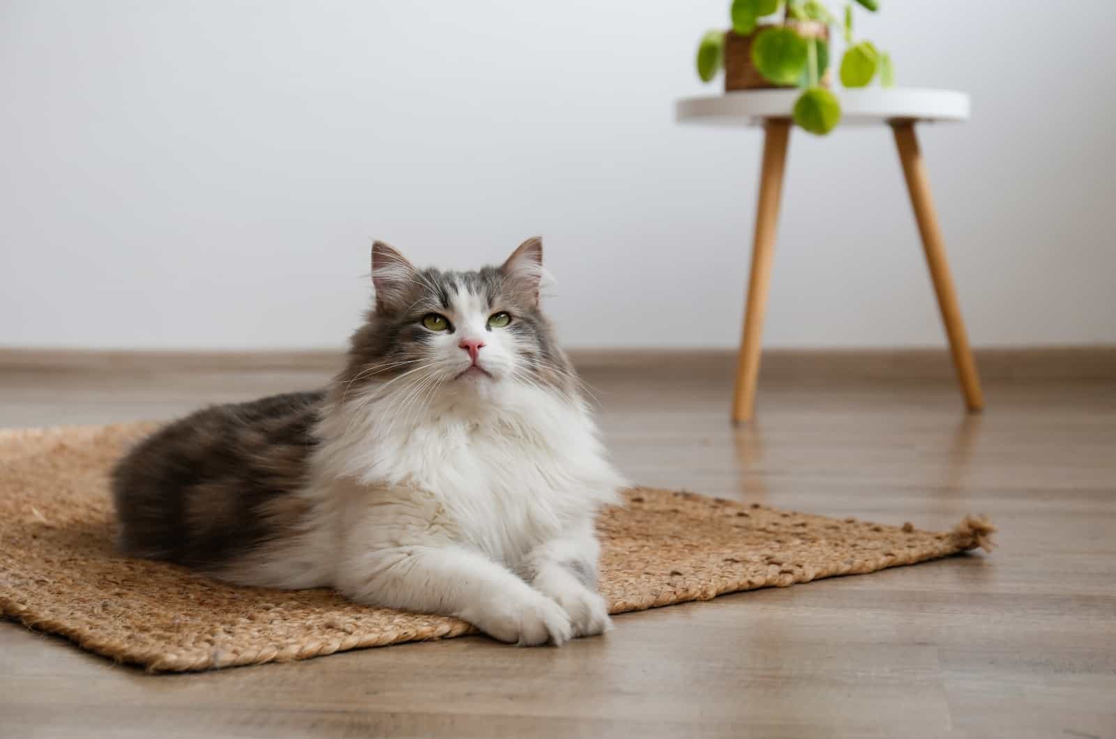 Bicolor Siberian Cat