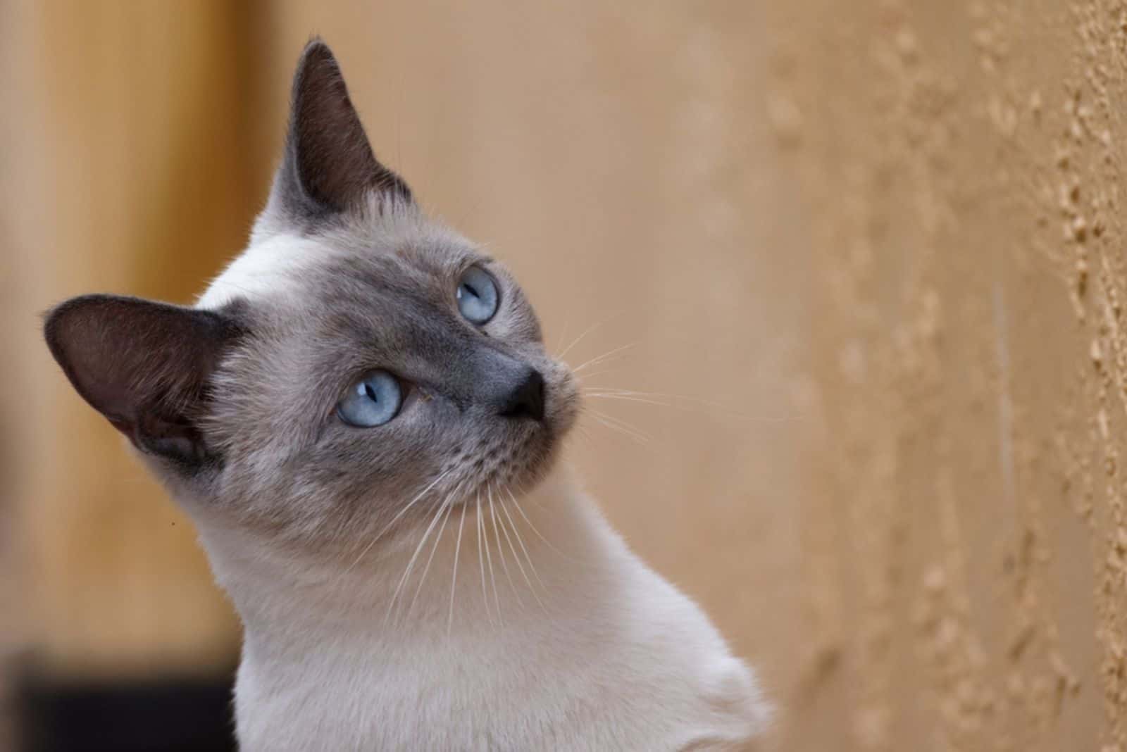 Blue Point Siamese Cat Exploring