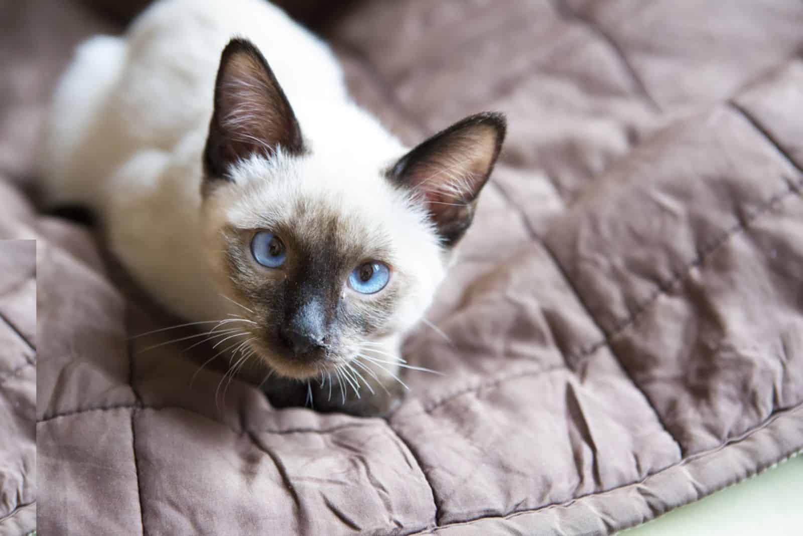 Blue Point Siamese Cat laying on the bed