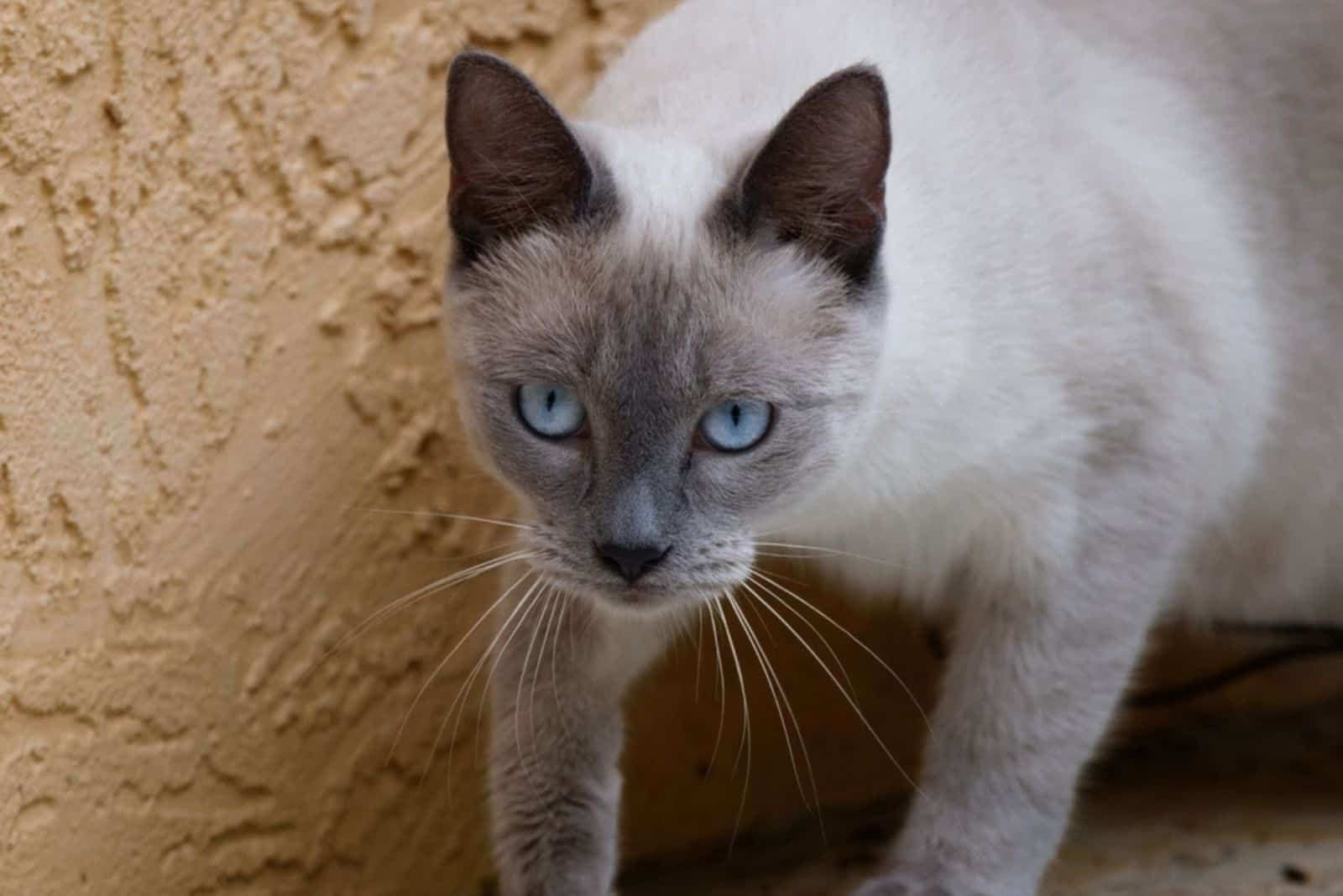 Blue Point Siamese Cat sneaking around