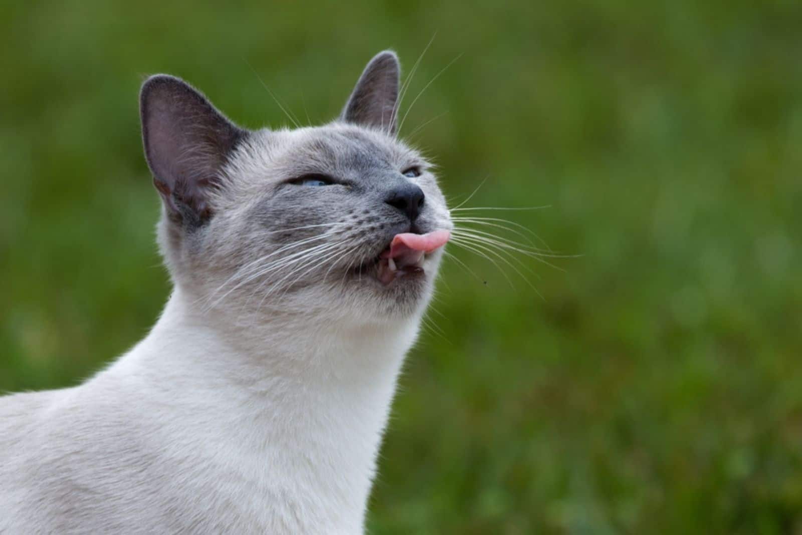 Blue Point Siamese Cat with tongue out