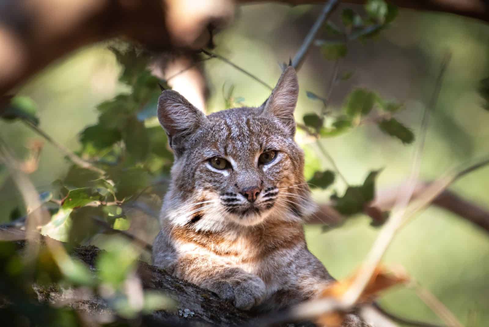 Bobcat leaning against a tree