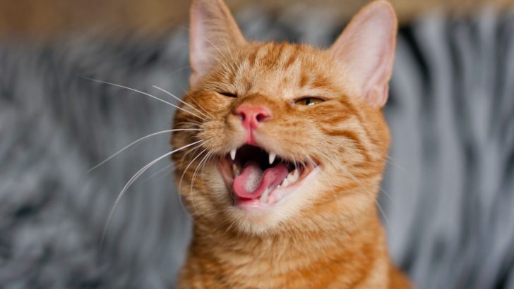 Can A Cat Be Bipolar? Essential Feline Mental Health Facts