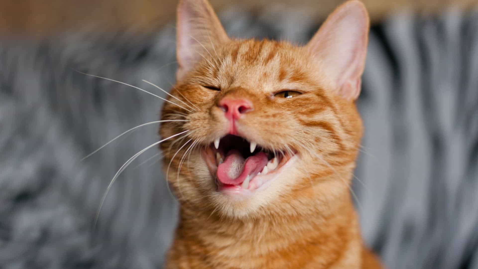 funny ginger cat smiling