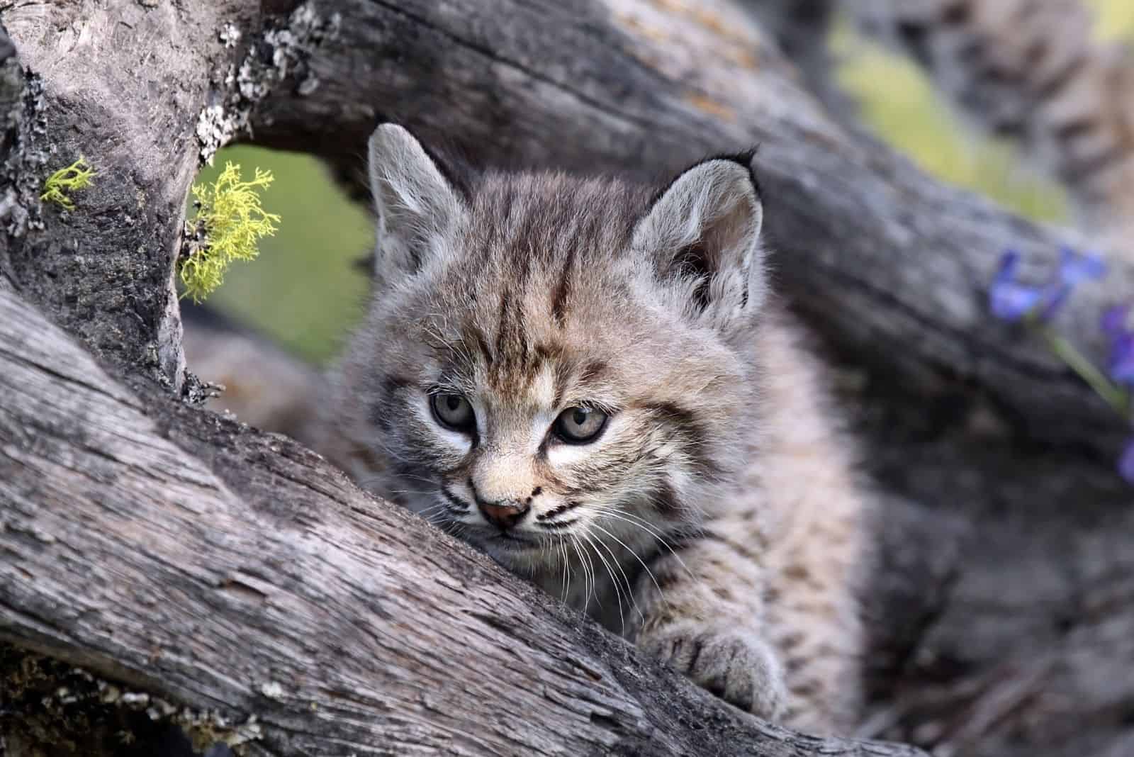 Canadian Lynx kittens are playing in a tree