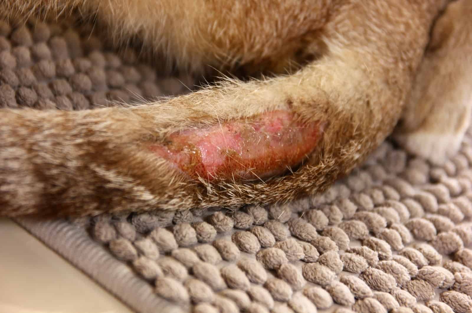 Cat Abscesses On Tail