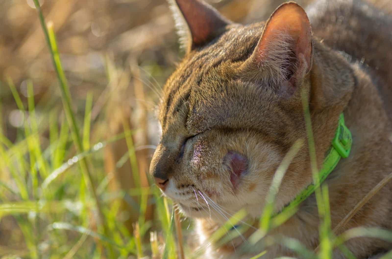 Cat Abscesses On cheek