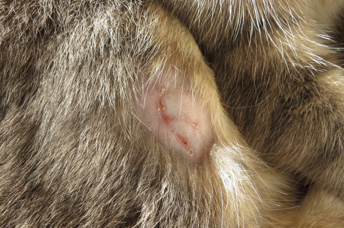 How Do Cat Abscesses On Tail Occur? What Can You Do To Help?