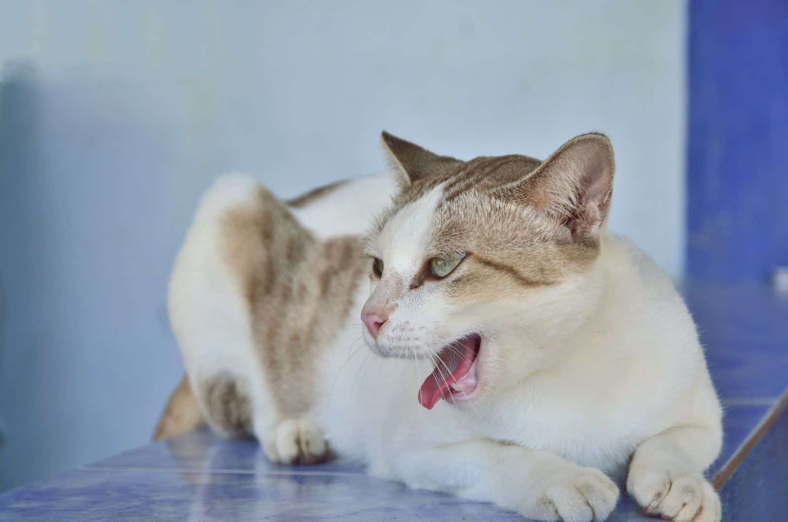 Cat Coughing while lying on table