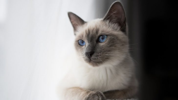 Cat Lovers Are Going Crazy For Blue Point Siamese Cats